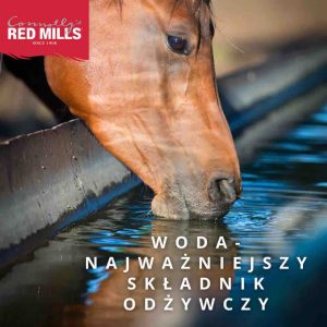 woda w diecie konia